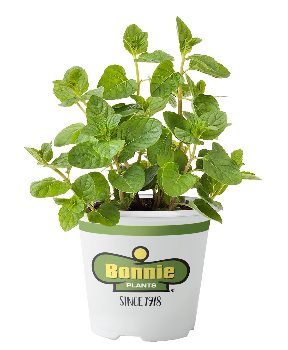 Bonnie Plants Spearmint (Live Plant)