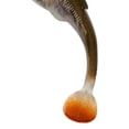 thumbnail image 3 of Berkley PowerBait Drip Swimmer 5in Goby, 3 of 3