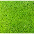 thumbnail image 4 of 500 Duckweed Live Plants - Aquatic Plant Great for Aquarium, Ponds, or Koi Feature, 4 of 7