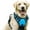 G, variant on Pet Vest PawSafety No Pull Harness for Dogs and Cats - Durable Comfortable and Safe for Indoor and Outdoor Use