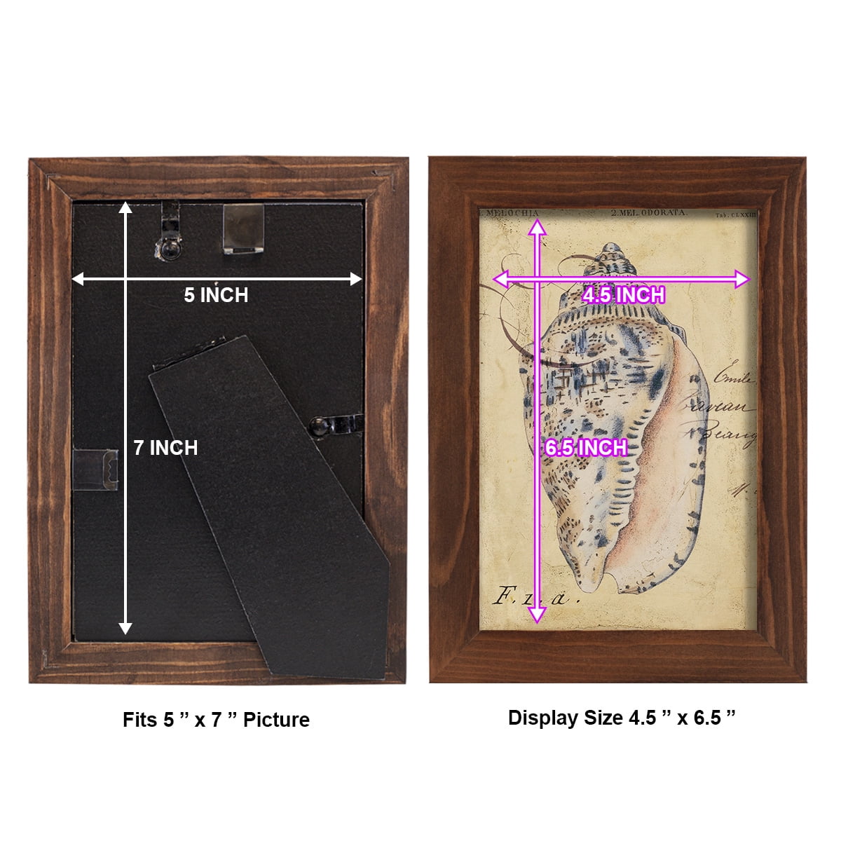 Seashell Ephemera I - Framed Print w/glass - Chestnut