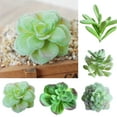 thumbnail image 2 of Succulent Plants , 1Pc Artificial Succulent Plant Bonsai Stage Garden Home Party Desktop Decoration Real Live Potted Succulents / Unique Indoor Cactus Decor by Plants for Pets, 2 of 8