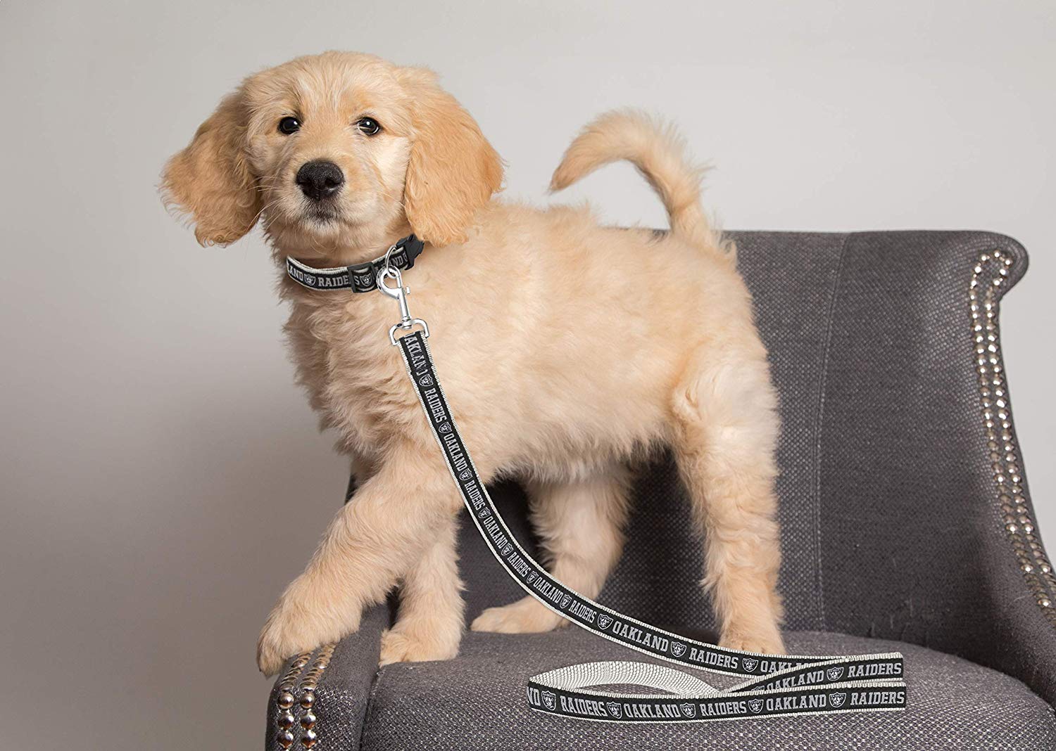 Pets First NFL Las Vegas Raiders Heavy Duty and Durable Dogs and Cats Sports Leash - Small