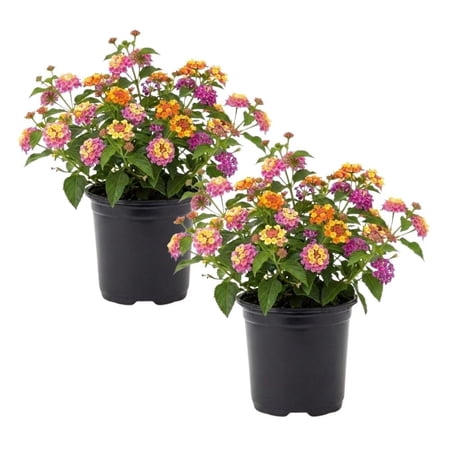 Set 2 Mixed Color Lantana Live Plant 4-6 Inches Tall, Lantana Plant Live, Trailing Lantanas Plants, Fragrant Flowers Seedlings, Perennial Flowers Plants for Your Garden