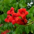 thumbnail image 3 of 3.25 in. Campsis Hot Lips Live Perennial with Full Sunlight (3-Pack), 3 of 9