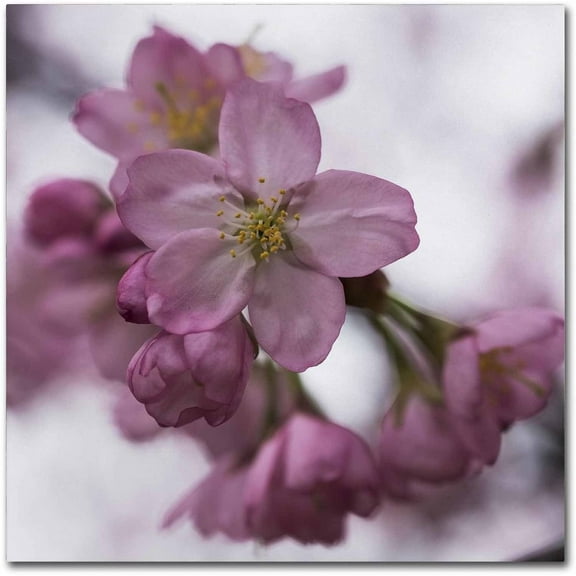 Trademark Fine Art "Cherry Pink" Canvas Art by Kurt Shaffer