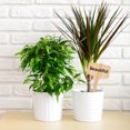 thumbnail image 3 of 50x Etiquetas Planta Thape Tele Semillas Hierbas en Macetas Flowers Signs Sticks, 3 of 9