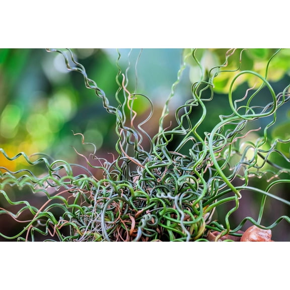 10 CORKSCREW RUSH Spiral Grass Juncus Effusus Spiralis Wetland Pond Seeds