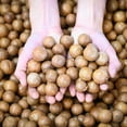 thumbnail image 4 of Nuez Macadamia Orgánica Con Cascara GreenLife 1Kg, 4 of 5