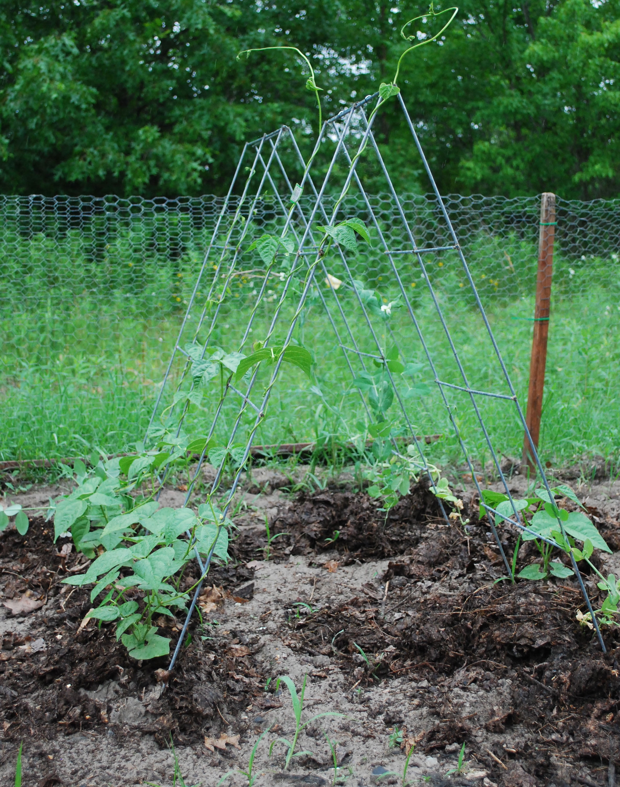 Glamos Wire 42 inch Steel A-Frame Vegetable and Plants Plant Support Grow Though Grid 5 Pack