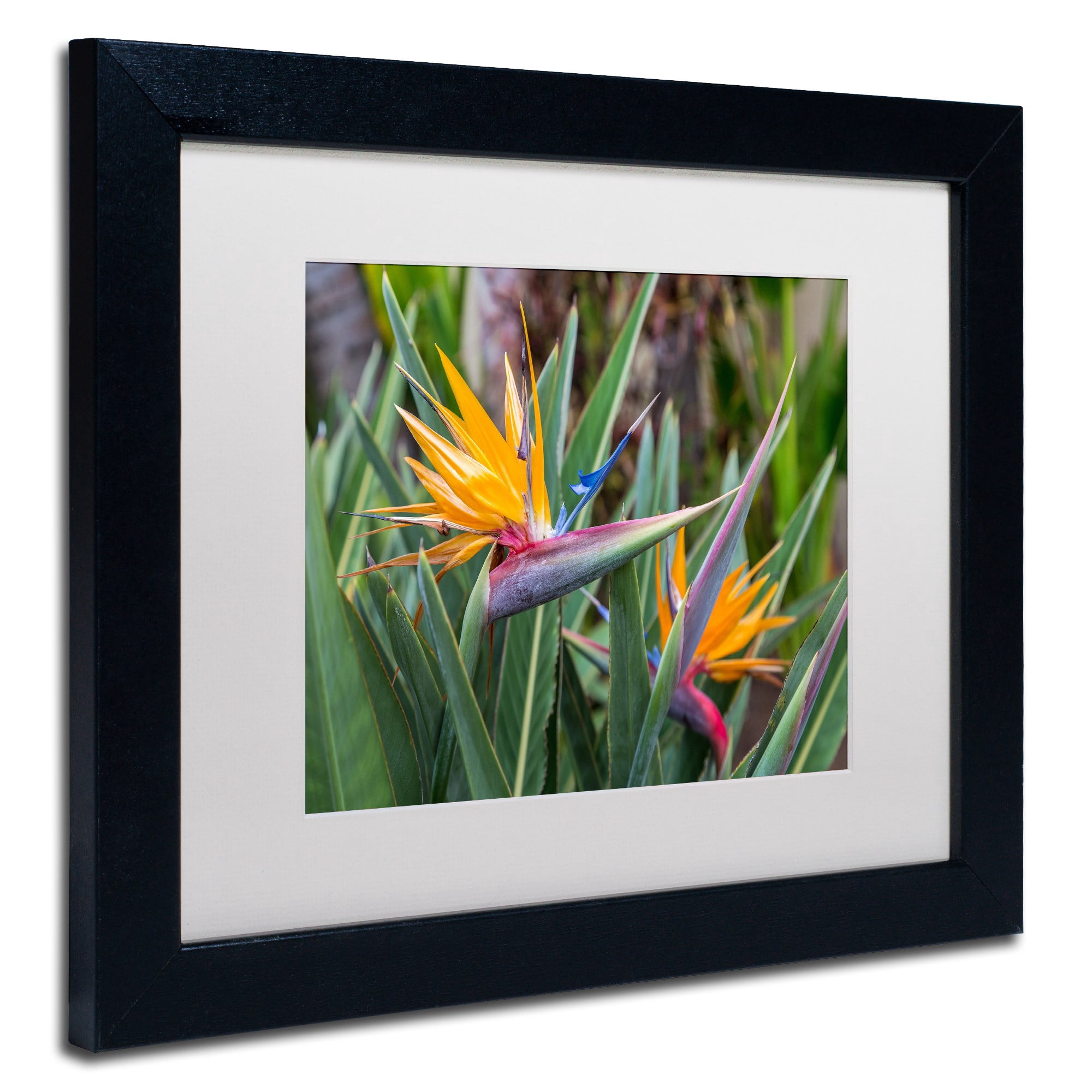 Trademark Fine Art 'Two Birds of Paradise' Canvas Art by Pierre Leclerc, White Matte, Black Frame