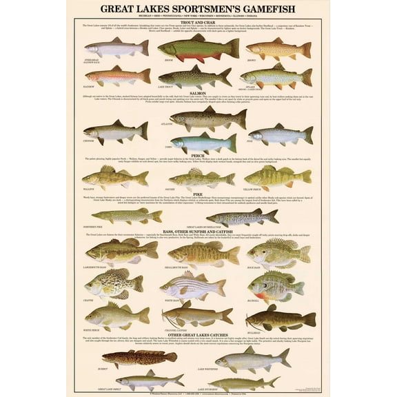 Charting Nature Great Lakes Gamefish Sports Fishing and Identification Chart 24" x 36" Poster