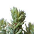 thumbnail image 3 of Sedum Pick artificial verde y rojo Vickerman Everyday 8, 3 of 9
