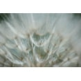 thumbnail image 2 of Stramel, Renee W. 24x17 White Modern Wood Framed Museum Art Print Titled - Macro Dandilion V, 2 of 4