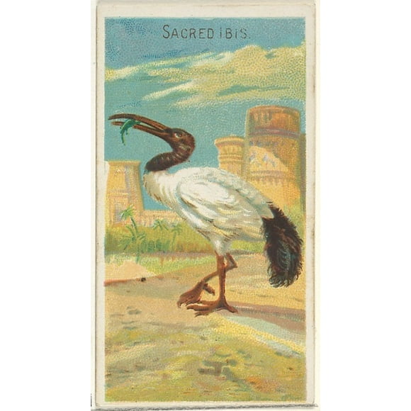 Sacred Ibis, from the Birds of the Tropics series (N5) for Allen & Ginter Cigarettes Brands Poster Print (18 x 24)
