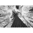 thumbnail image 2 of Black And White Image Of A Large White Pine In Algonquin Park  Ontario. Poster Print, 2 of 2