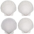 thumbnail image 3 of 4PCS Large Natural Sea Shells for Crafts, 5"-5.5" White Scallop Shells for Home Decor/Beach Weddings – Painting/Crafts (Home Decor, Kitchen, & Other), 3 of 7