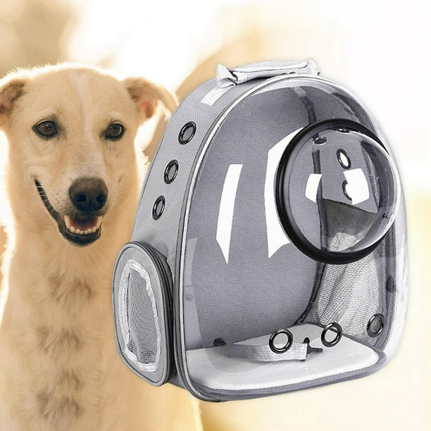 Perros de bolso hotsell