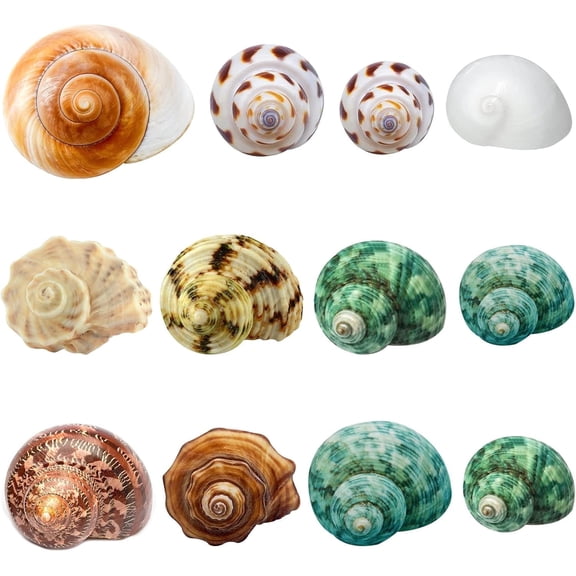 Sinkoo Hermit Crab Shells Medium and Large,12Pcs Growth Turbo Seashells Size 1.4"-3.2" for Small Medium and Large Crabs, Saltwater Hermit Crab Supplies, Natural Sea Shell Decor