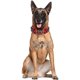 thumbnail image 3 of Berry Spike Leather Dog Collar - 3 Row Bullet Rivet Rivet PU Leather - Cool Skeleton pet accessory MFZFUKR CPB-US-YY560-3, 3 of 5