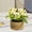 White, variant on Bxaolu 1 Pack Wall Hanging Rope Basket (3.15"W×4.72"H) with Artificial Flower, Woven Storage Organizer Flower Plants Basket for Home Bathroom Office Shelf Tabletop Desk Room Decor