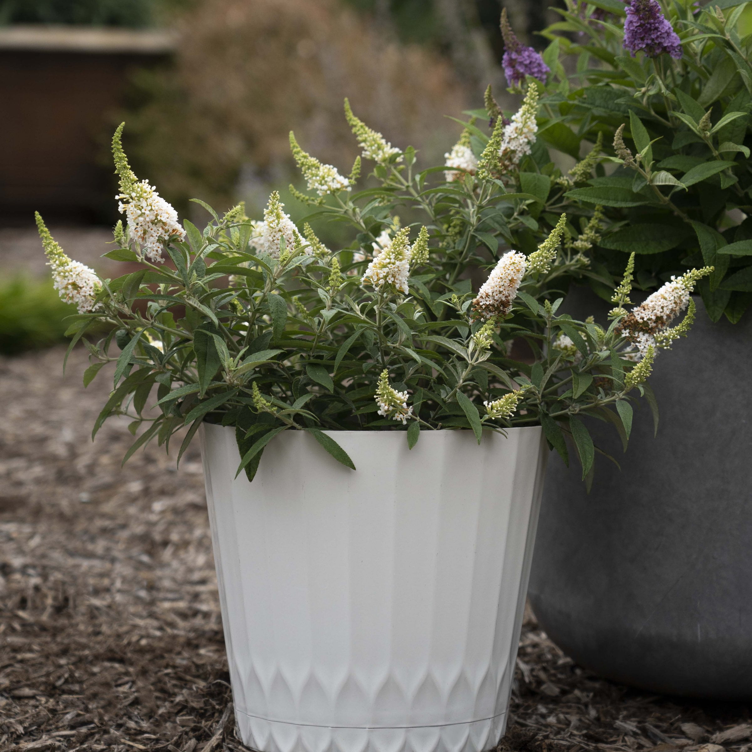 4 in. Buddleia Dapper White Live Shrub with White Flowers (3-Pack)