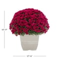 thumbnail image 4 of Expert Gardener 24" Pink Chrysanthemum Live Plants in 1GAL Decorative Pot Full Sun, 4 of 9