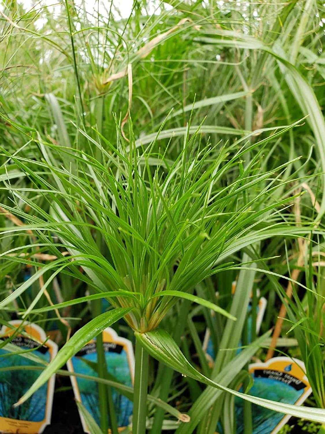 Nile Queen Papyrus  3 Live Plants  Cyperus Shade & Wet Tolerant Aquatic Foliage