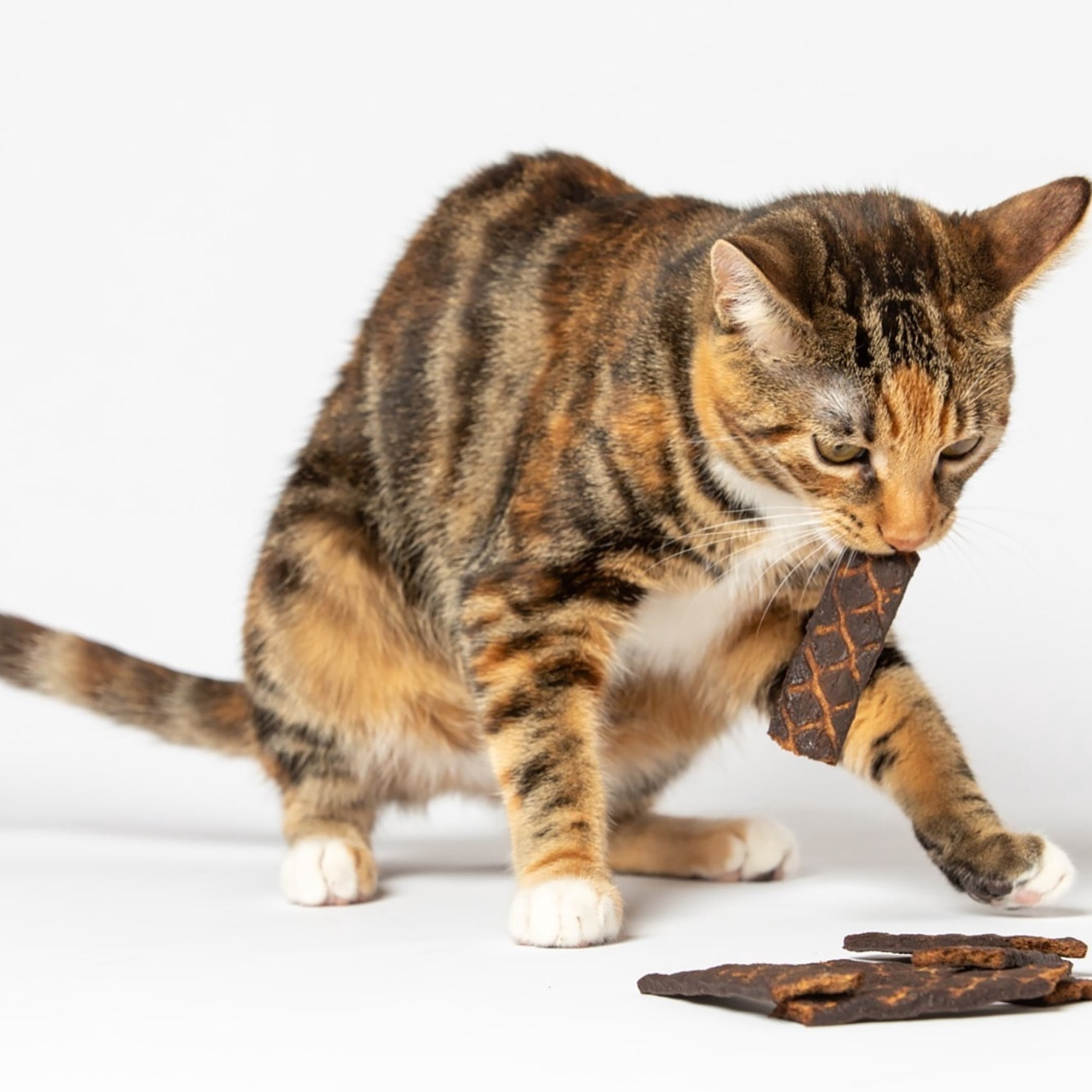 Scout & Zoe's: Carp Fish Spears - 1.5oz Cat Jerky Treats, Smoked Feline Chews, Limited Ingredients, Crunchy Protein, Pet Snack & Reward USA Sourced