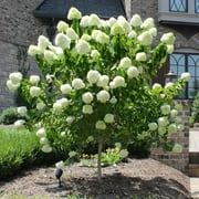 Brighter Blooms - Proven Winners® Limelight Hydrangea Tree, 4-5 ft. - No Shipping to AK, AZ, HI