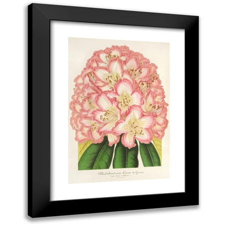 Charles Antoine Lemaire 11x14 Black Modern Framed Museum Art Print Titled - Rhododendrum Comte De Gomer (1854-1896)