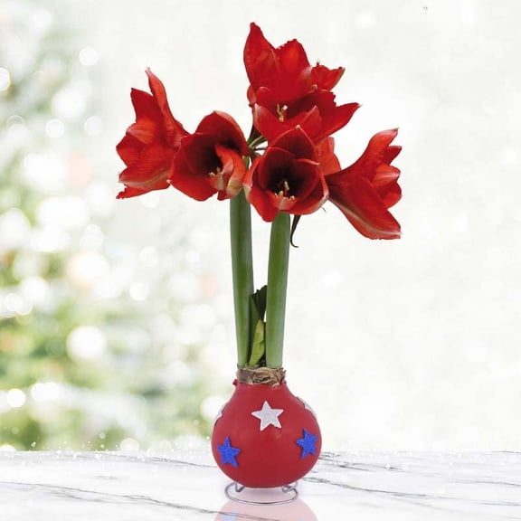 Star Spangled Waxed Amaryllis Flower Bulb with Stand, No Water Needed, Real Live Flowers - Just Needs Sunlight