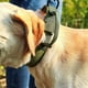 thumbnail image 4 of Collar táctico para perros de tamaño mediano, collar de entrenamiento con cierre de metal de liberación rápida, 4 of 5