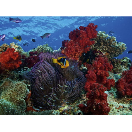 Orange-finned Clownfish And Soft Corals On Colorful Reef, Fiji Print Wall Art By Stocktrek (Best Coral For Clownfish)