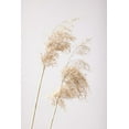 thumbnail image 2 of 1x Studio III 23x32 Gold Ornate Wood Framed with Double Matting Museum Art Print Titled - Reed Grass Grey 05, 2 of 4