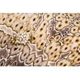 thumbnail image 2 of Shimlock, Jones 18x13 White Modern Wood Framed Museum Art Print Titled - Papua New Guinea, Crab on a sea cucumber, 2 of 4
