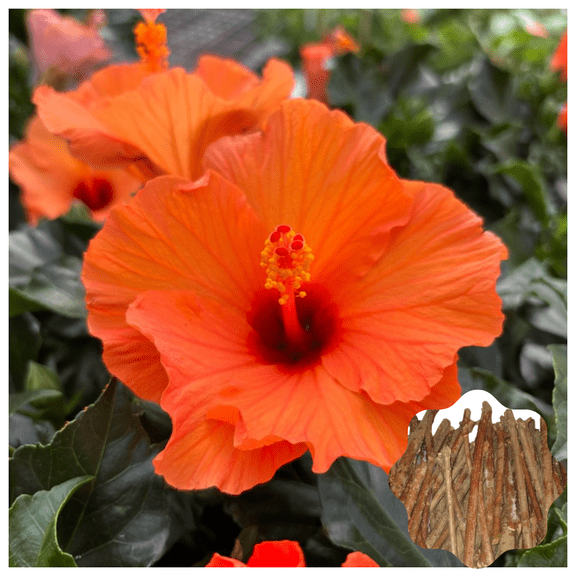 7 Hibiscus Cuttings for Planting Orange Hibiscus Flower Plant Perennial Flowering Shrub Outdoor Indoor Garden