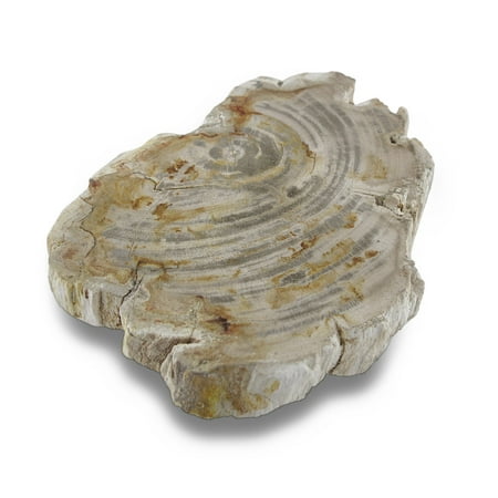 Natural Indonesian Petrified Wood Slice 5 Inch X 6 Inch