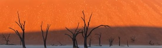 Dead Trees In Dry C