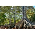 thumbnail image 2 of Engelbrecht, Lisa S. 18x13 Black Ornate Wood Framed with Double Matting Museum Art Print Titled - Moreton Bay Fig tree-Kauai-Hawaii-USA, 2 of 4