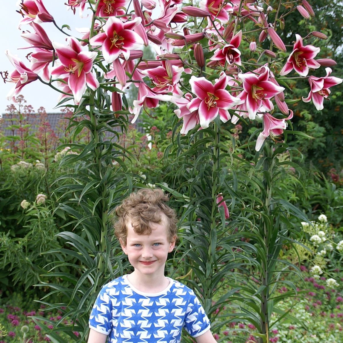 Van Zyverden Lilies Friso Set of 7 Bulbs Multicolor Partial Sun Perennial Pollinator 2 lbs
