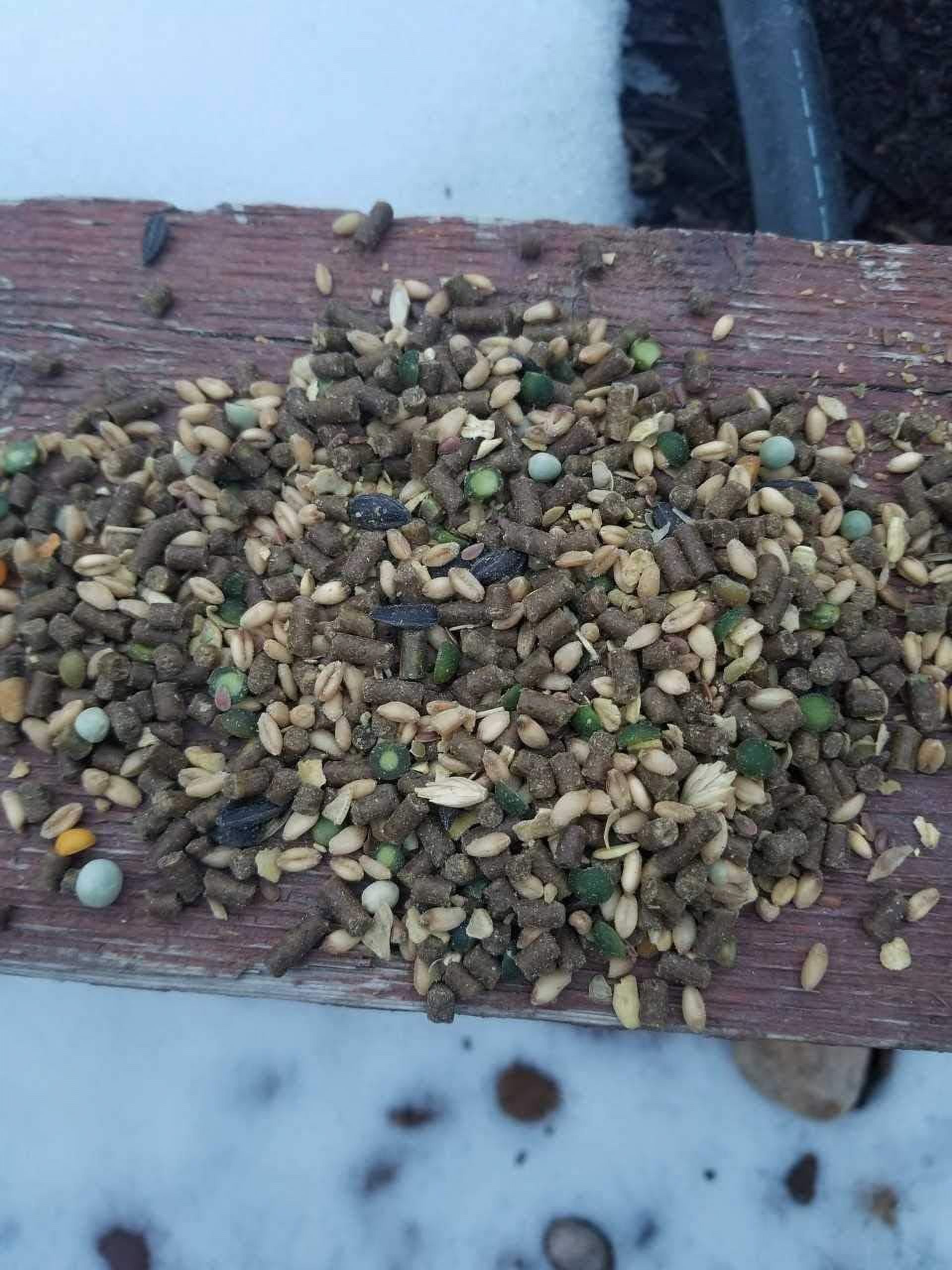 Small Pet Select Chicken Layer Feed, Non-GMO, Corn Free, Soy Free, 10 lb