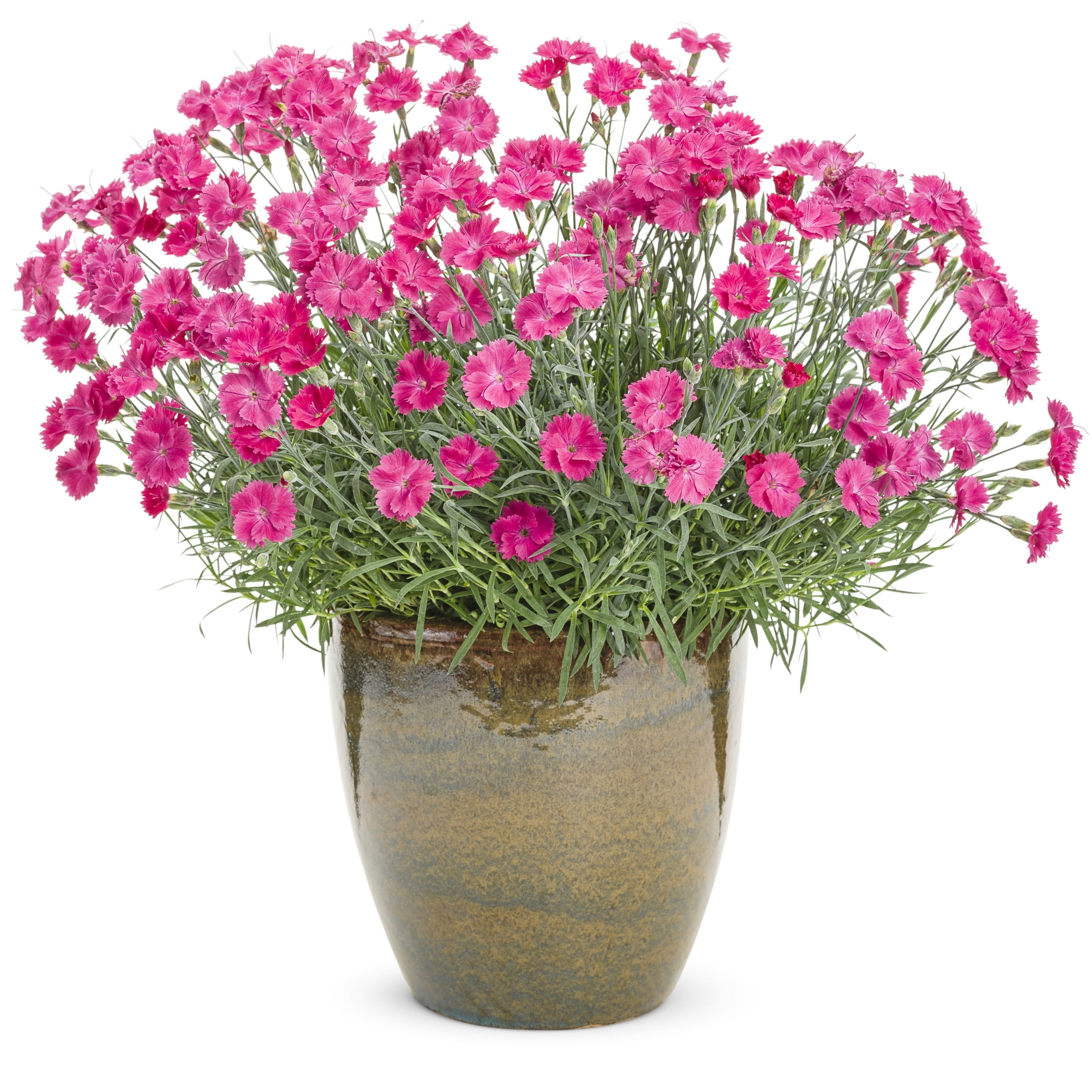 Proven Winners 6" Pink 'Paint the Town Magenta' Pinks Live Plant in 6.5" Pot