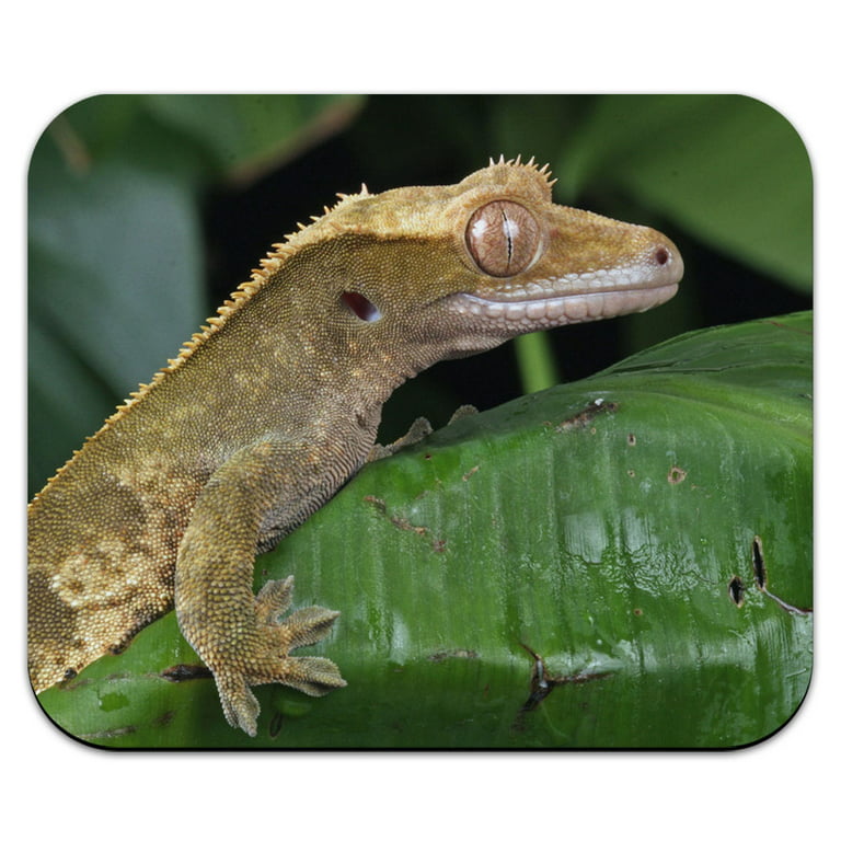 Crested Gecko Profile - Reptile Lizard Mouse Pad 