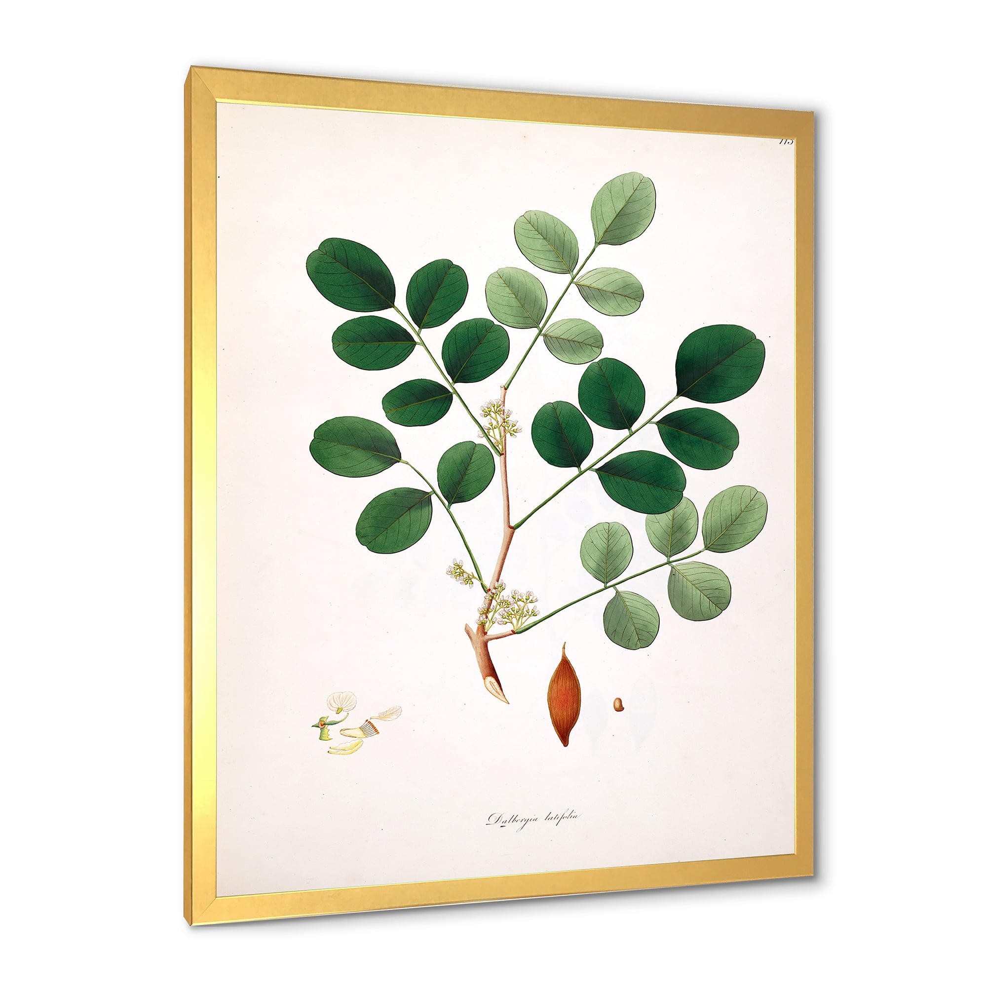 Designart 'Ancient Plant Life XI' Farmhouse Framed Art Print