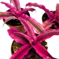 thumbnail image 5 of Cryptanthus Bivittatus, 2 inch Set of 3, Bright Pink Red Earth Star Tiny Mini Pixie Plants, 5 of 7