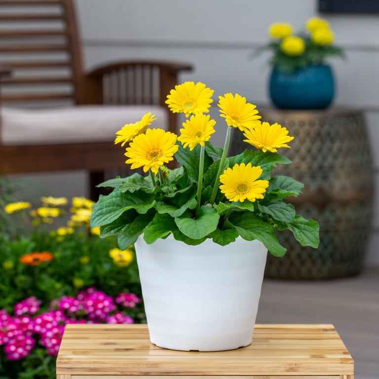 hanging plant containers indoor Dark Grey Round Cement Hanging Planter | Pots & Planters