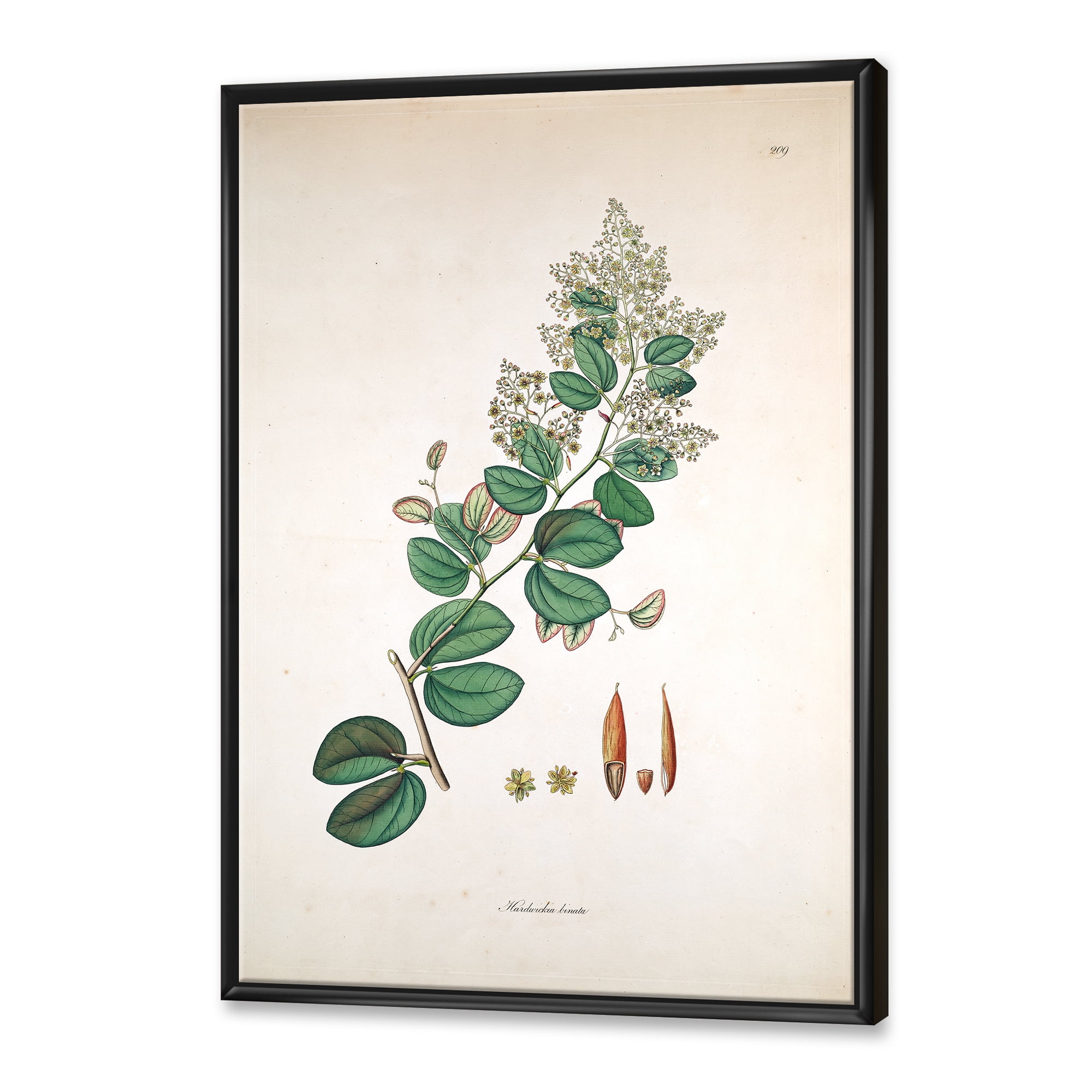 Designart 'Ancient Botanicals XIII' Farmhouse Framed Canvas Wall Art Print