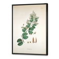 thumbnail image 3 of Designart 'Ancient Botanicals XIII' Farmhouse Framed Canvas Wall Art Print, 3 of 5