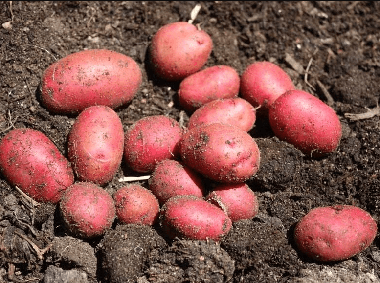 60 TPS True Potato Seeds Red Potatoes Seeds Potato Heirloom Vegetable Seeds for Growing, Tiny Seed